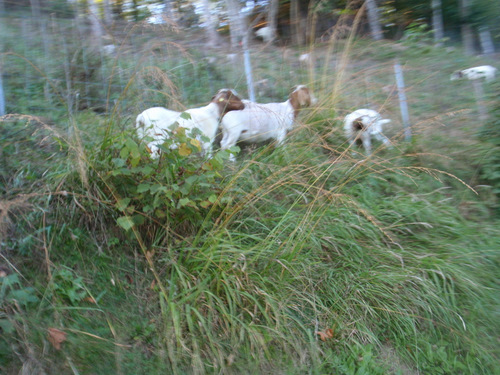 Goats on the Trail.